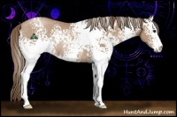 Horse Color:White Spotted Black Pearl Sabino Rabicano 