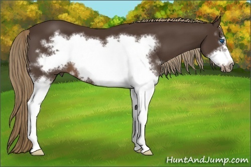 Horse Color:White Spotted Liver Chestnut Frame 