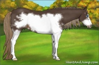Horse Color:White Spotted Liver Chestnut Frame 