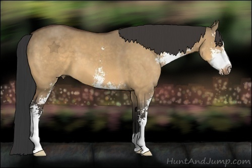 Horse Color:Buckskin Dun Sabino 