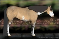Horse Color:Buckskin Dun Sabino 