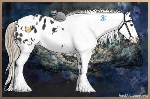 Horse Color:White Spotted Liver Chestnut Appaloosa 