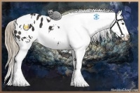Horse Color:White Spotted Liver Chestnut Blanket