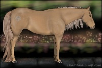Horse Color:Palomino 