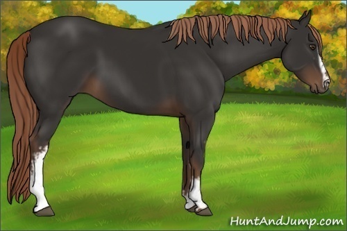 Horse Color:White Spotted Liver Chestnut Sabino