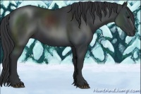 Horse Color:Black 