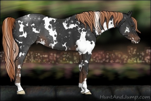 Horse Color:White Spotted Liver Chestnut 