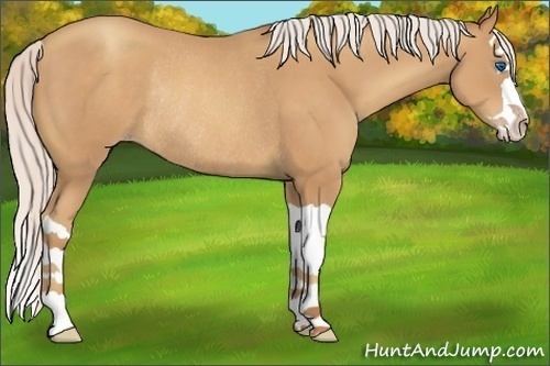Horse Color:Silver Amber Champagne Splash Rabicano