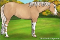 Horse Color:Silver Amber Champagne Splash Rabicano 