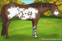 Horse Color:Liver Chestnut Frame 