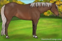 Horse Color:Silver Bay 