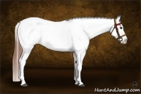 Horse Color:Brown Frame Appaloosa Rabicano