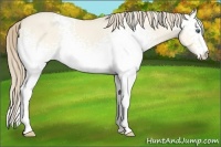 Horse Color:White Spotted Perlino Dun 