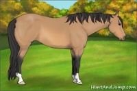 Horse Color:Buckskin 