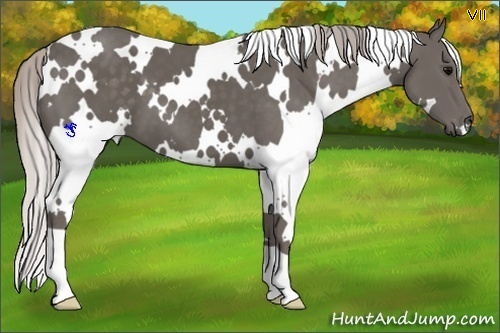 Horse Color:White Spotted Silver Black 