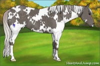 Horse Color:White Spotted Silver Black 