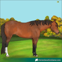 Horse Color:Bay 