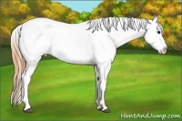 Horse Color:Buckskin Appaloosa 