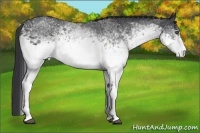 Horse Color:White Spotted Black