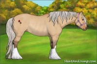 Horse Color:Silver Bay Dun Rabicano 