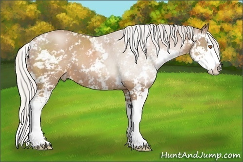 Horse Color:Silver Black Pearl Sabino Splash 