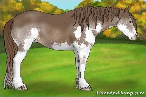 Horse Color:Liver Chestnut Splash 