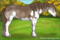 Horse Color:Liver Chestnut Splash 