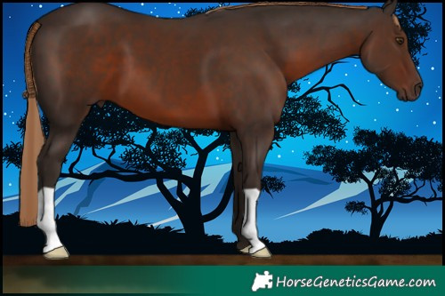 Horse Color:Liver Chestnut 