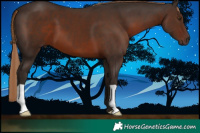 Horse Color:Liver Chestnut 