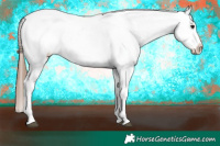Horse Color:Brown Sabino Appaloosa Rabicano
