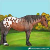 Horse Color:Brown Appaloosa 