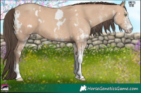 Horse Color:White Spotted Amber Champagne 