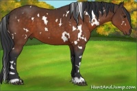 Horse Color:White Spotted Brown 