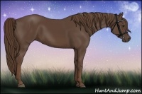 Horse Color:Liver Chestnut 