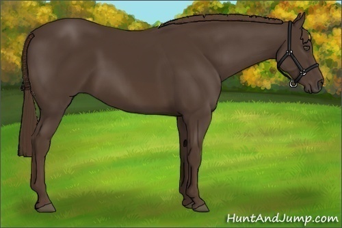 Horse Color:Liver Chestnut Frame