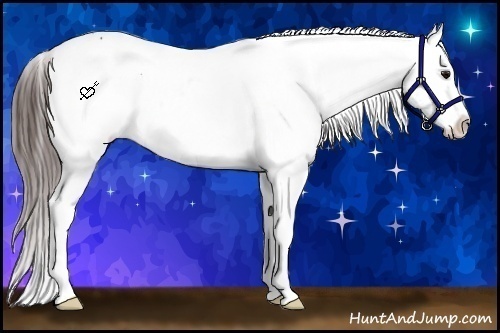 Horse Color:White Spotted Bay Appaloosa Rabicano 