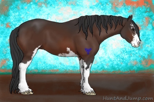 Horse Color:Bay Sabino