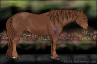Horse Color:Chestnut Sabino