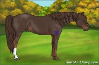 Horse Color:Liver Chestnut