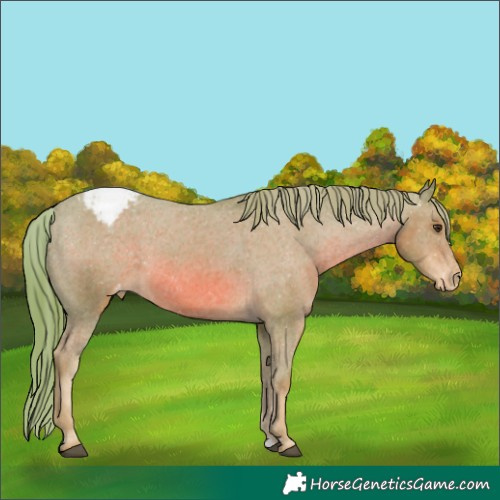 Horse Color:Watercolor Chestnut Appaloosa 