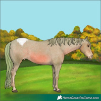 Horse Color:Watercolor Chestnut Appaloosa 