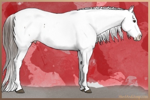 Horse Color:Liver Chestnut Sabino Splash Frame Snowflake Varnish and Liver Chestnut Sabino Splash Frame Snowflake Varnish