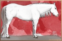 Horse Color:Liver Chestnut Sabino Splash Frame Appaloosa  and Liver Chestnut Sabino Splash Frame Appaloosa 