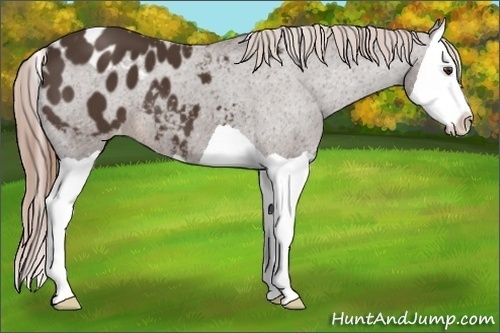 Horse Color:Liver Chestnut Splash Appaloosa 