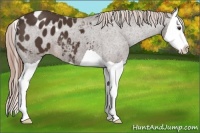 Horse Color:Liver Chestnut Splash Appaloosa 