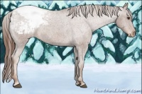Horse Color:Chestnut Sabino Snowcap