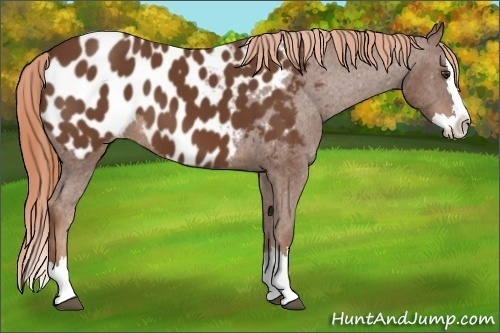 Horse Color:Chestnut Sabino Splash Appaloosa 