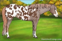 Horse Color:Chestnut Sabino Splash Appaloosa 