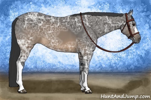 Horse Color:Buckskin Ice