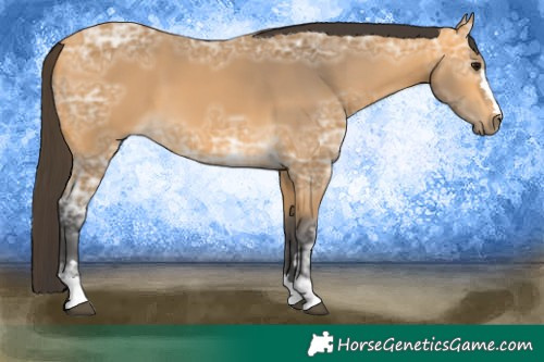 Horse Color:Buckskin Ice